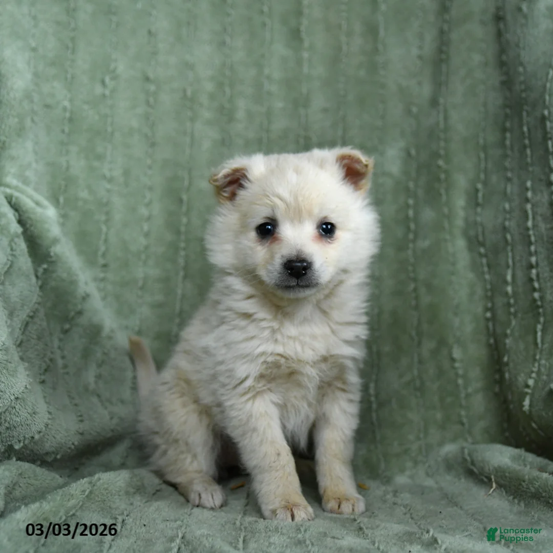 Mixed Breed dogs for sale: Gumdrop - Ad 1