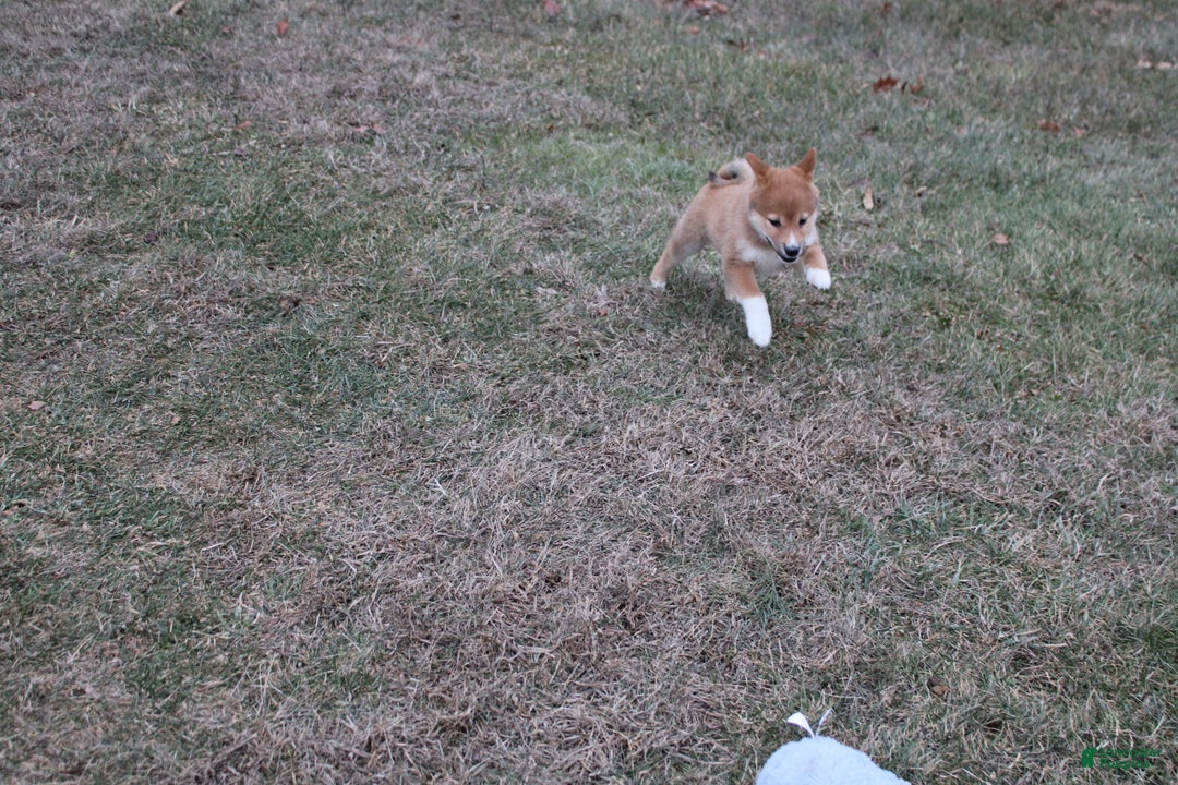 Shiba Inu dogs for sale: Wreath - Ad 1