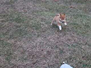 Shiba Inu dogs Wreath - Ad 25