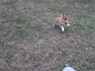 Shiba Inu dogs Wreath - Ad 39