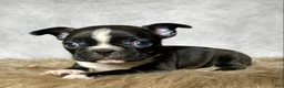 Mixed Breed dogs for sale: Mr. Milo - Ad 3