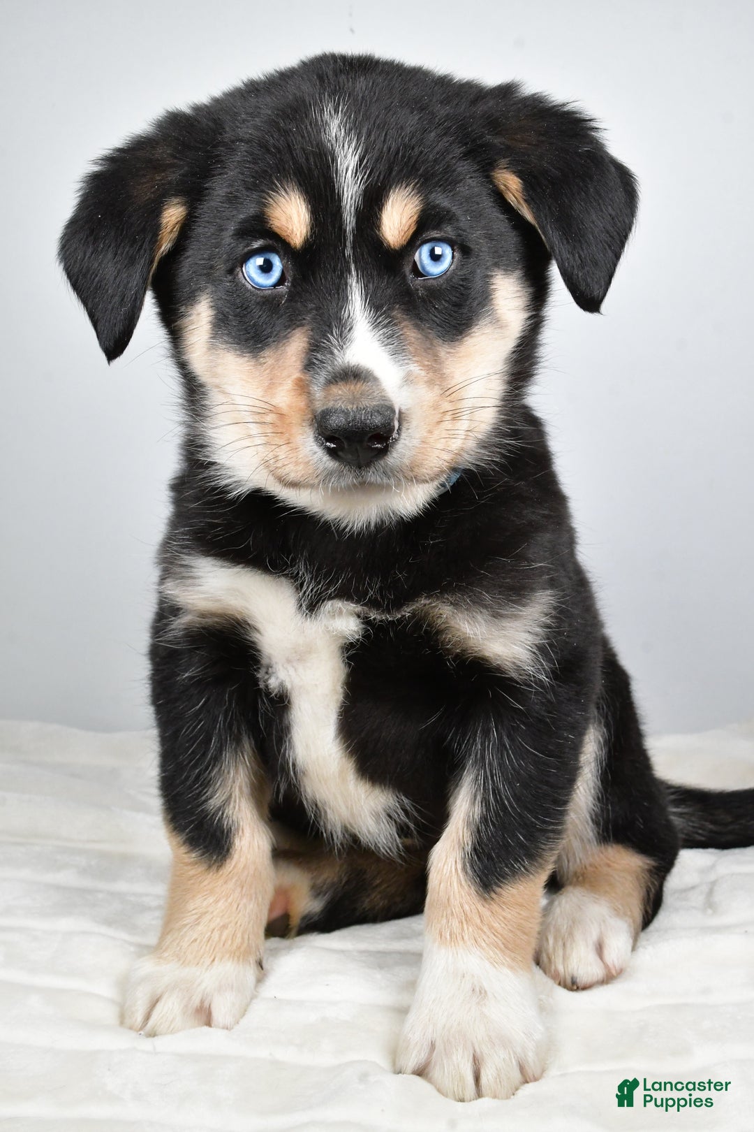 Mixed Breed dogs for sale: Diesel - Ad 3