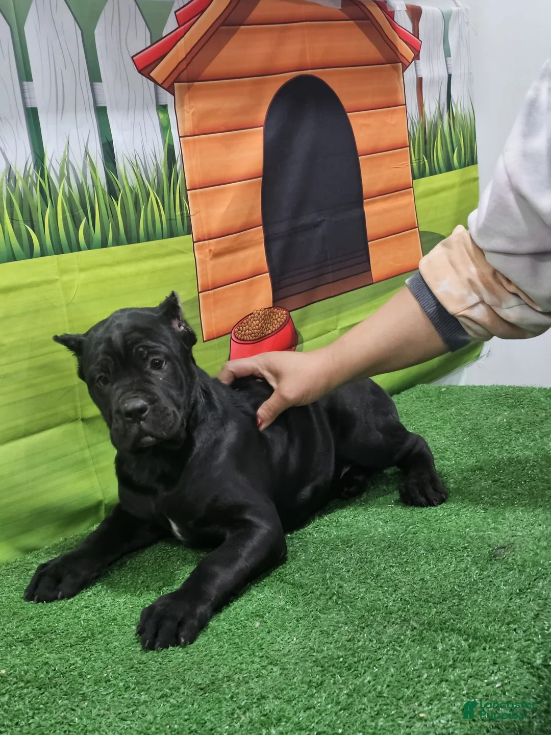 Cane Corso dogs for sale: GIZZEL - Ad 13