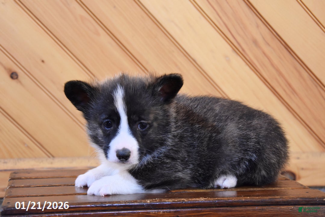Welsh Corgi Pembroke dogs for sale: Sawyer - Ad 2