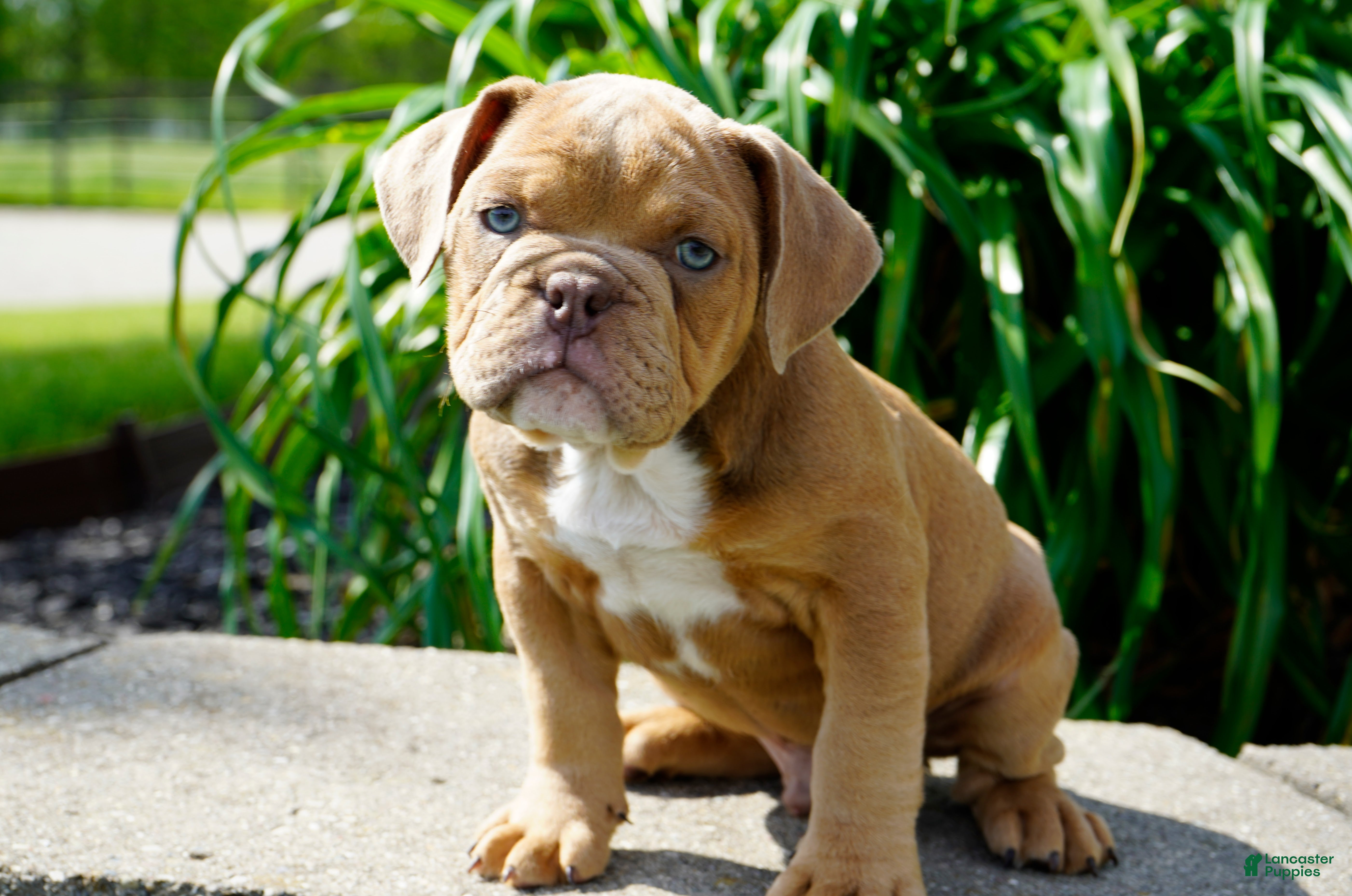 English Bulldog dogs Gucci Male  - Ad 2