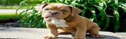 English Bulldog dogs for sale: Gucci Male  - Ad 2