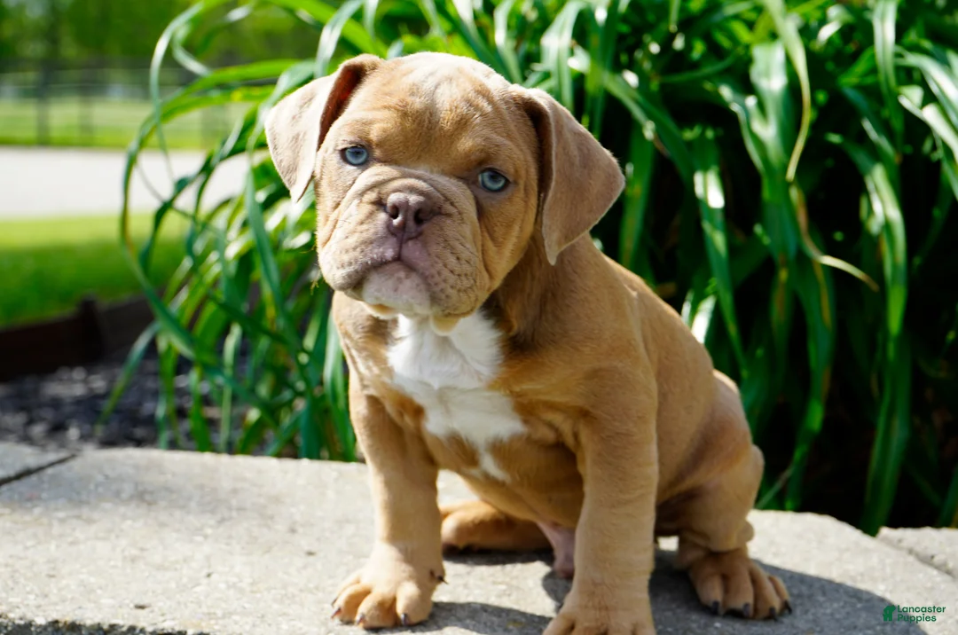 English Bulldog dogs for sale: Gucci Male  - Ad 2