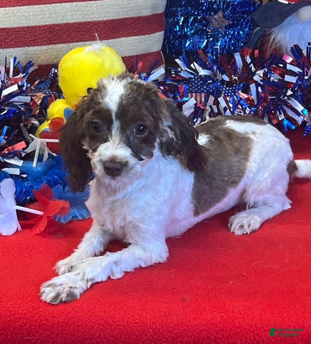 Cockapoo dogs for sale: Bessie - Ad 1