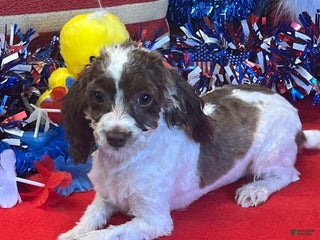 Cockapoo dogs Bessie - Ad 11