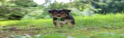 Yorkshire Terrier dogs for sale: Bobby - Ad 3