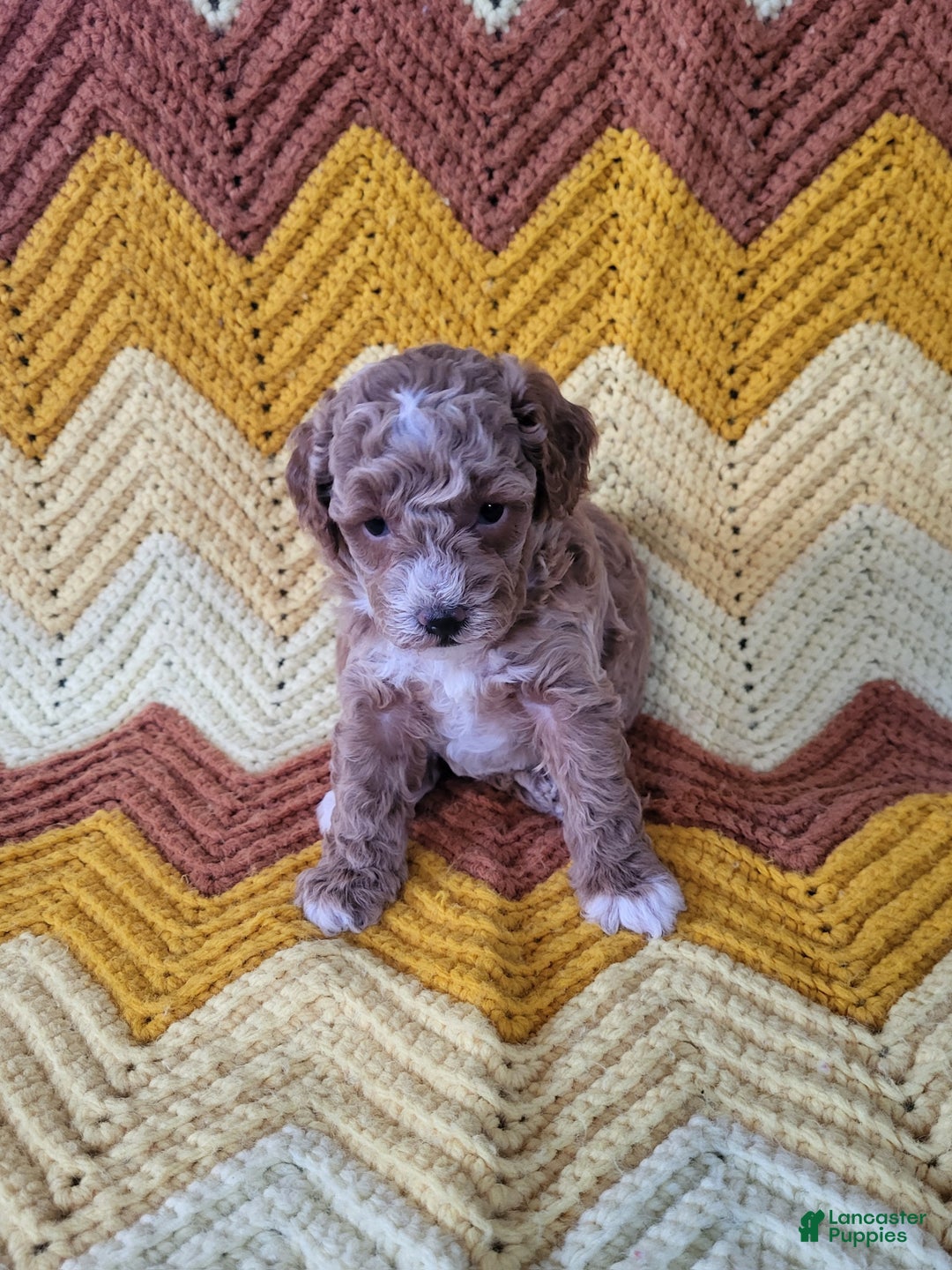 Goldendoodle dogs for sale: Rebekah - Ad 4