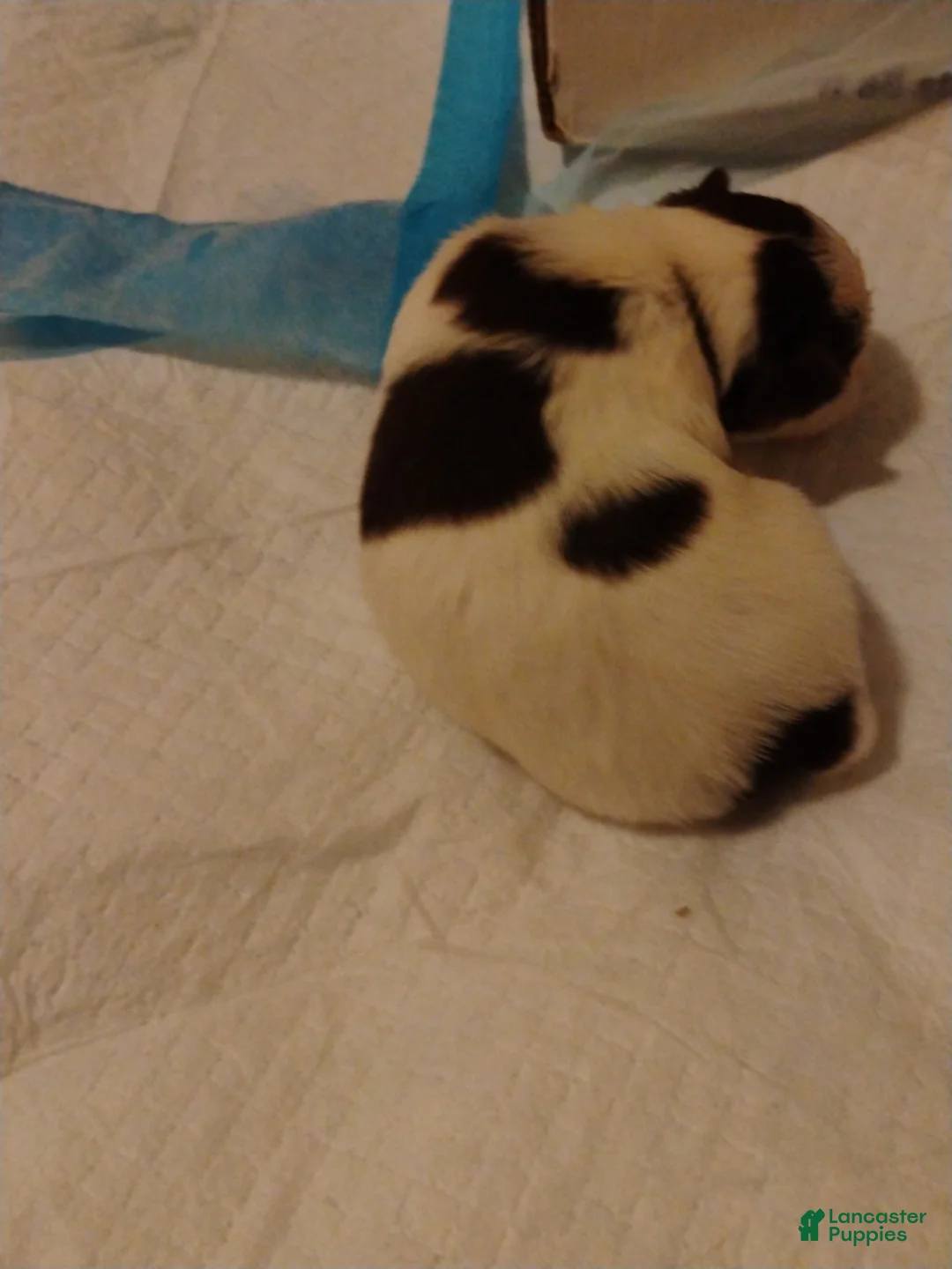 Biewer Terrier dogs for sale: Biewer Terrier Puppy 1 - Ad 1