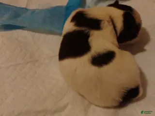 Biewer Terrier dogs Biewer Terrier Puppy 1 - Ad 30