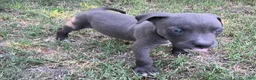 American Pit Bull Terrier dogs for sale: Chuck - Ad 1