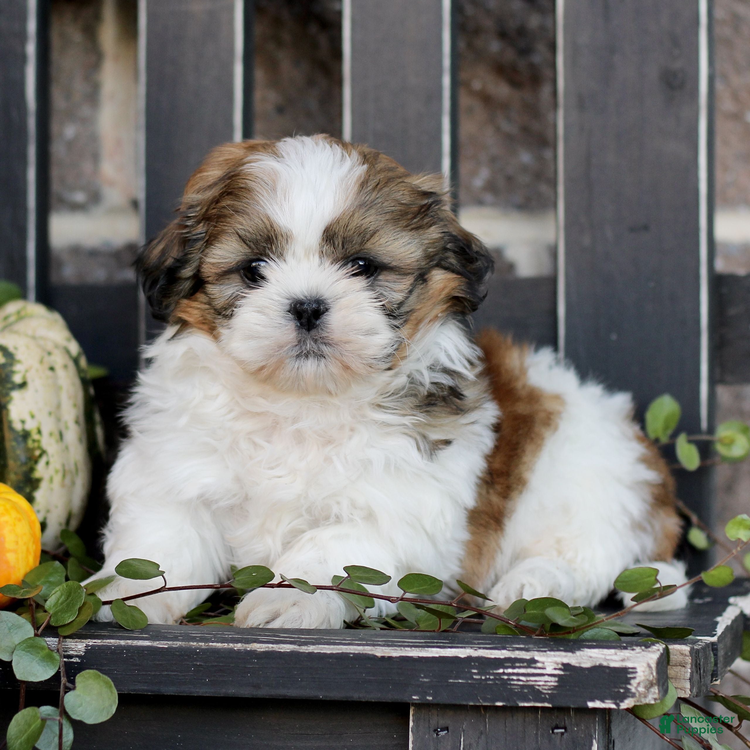 Shih Tzu dogs for sale: Maxwell  - Ad 1