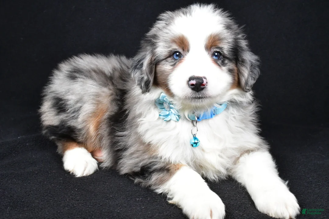 Miniature Australian Shepherd dogs for sale: Ruth - Ad 5