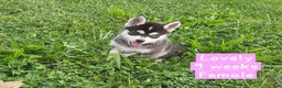 Pomsky dogs for sale: Lovely  - Ad 1