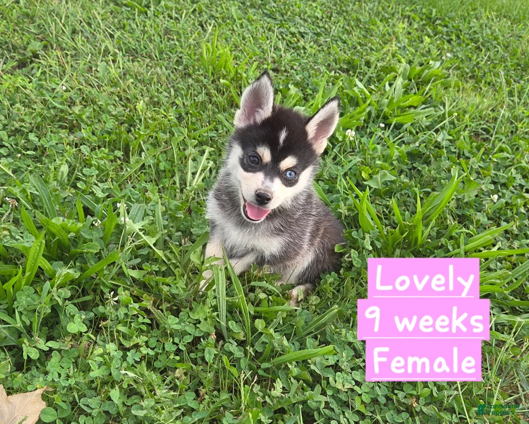 Pomsky dogs for sale: Lovely  - Ad 1
