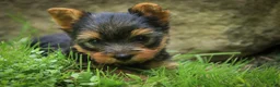 Yorkshire Terrier dogs for sale: Damon Yorkshire Terrier  - Ad 4