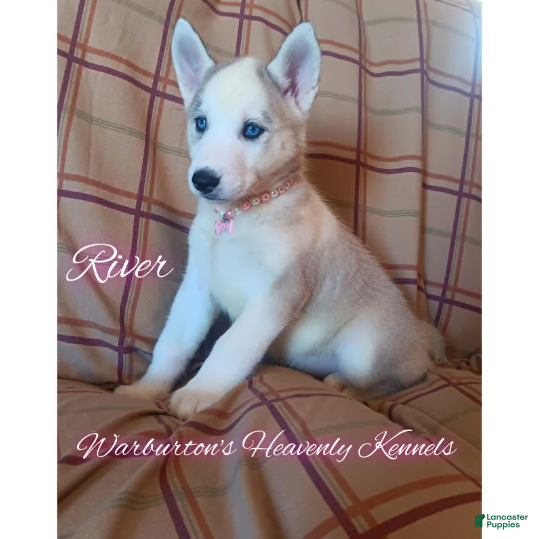 Siberian Husky dogs for sale: Siberian Husky Puppy 6 - Ad 1