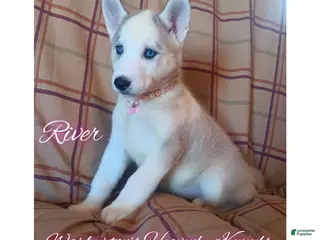 Siberian Husky dogs Siberian Husky Puppy 6 - Ad 34