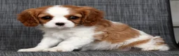 Cavalier King Charles Spaniel dogs for sale: Olivia - Ad 8
