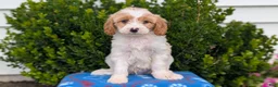 Cavapoo dogs for sale: Nash - Ad 11
