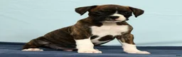Boxer dogs for sale: Carl - Ad 4