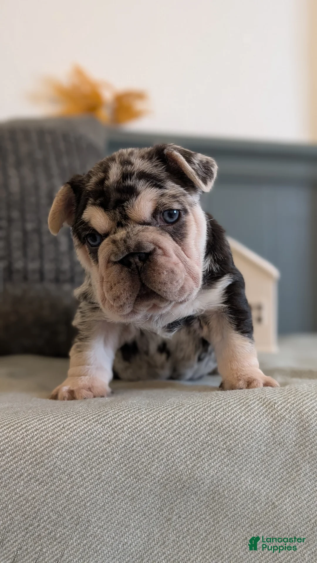 French Bulldog dogs for sale: River - Ad 8