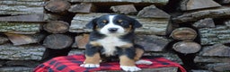 Greater Swiss Mountain Dog dogs for sale: Gloria - Ad 9