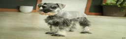 Miniature Schnauzer dogs for sale: Qeleigh Miniature Schnauzer  - Ad 15