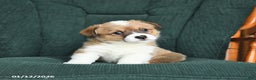 Welsh Corgi Pembroke dogs for sale: Ivy - Ad 3