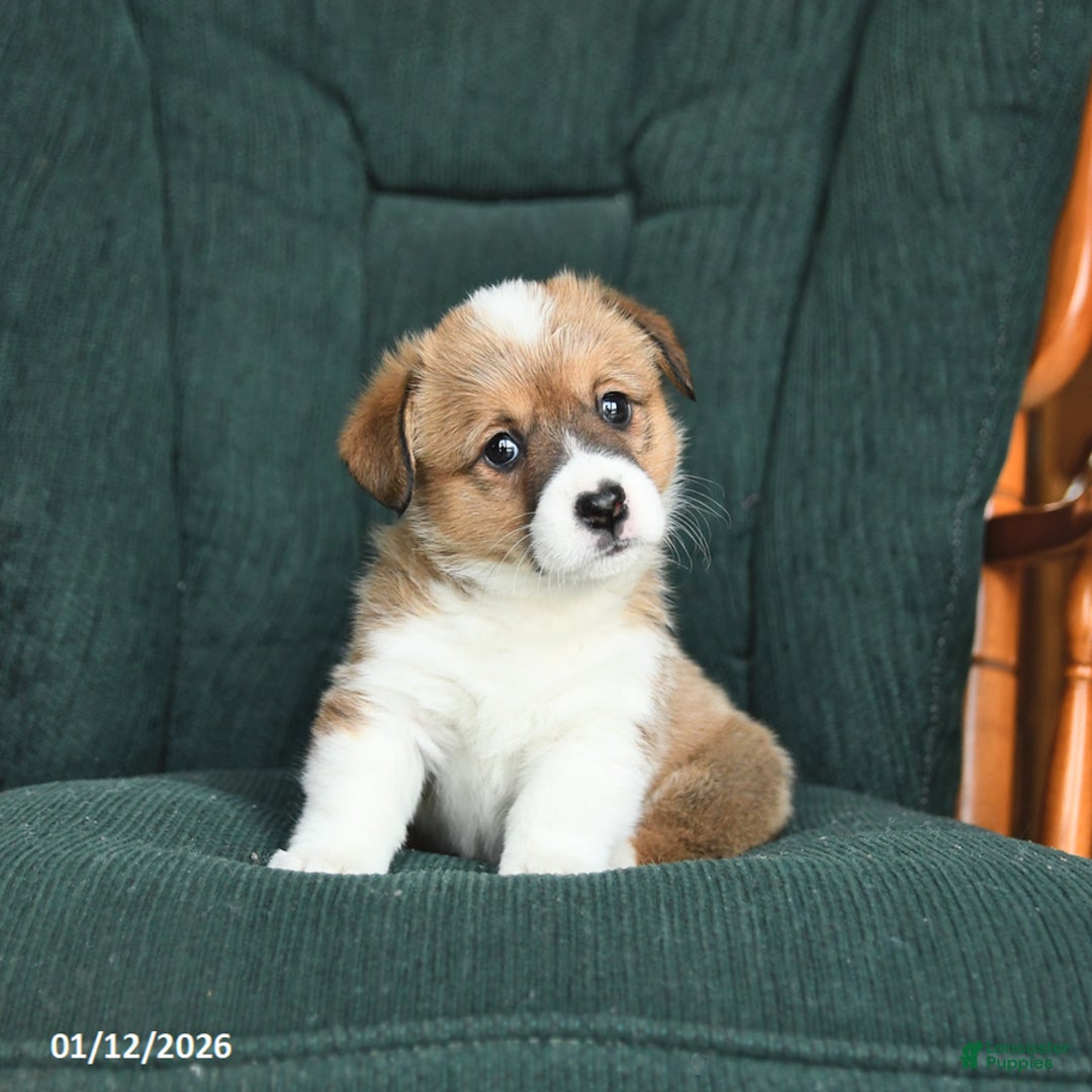 Welsh Corgi Pembroke dogs for sale: Ivy - Ad 3