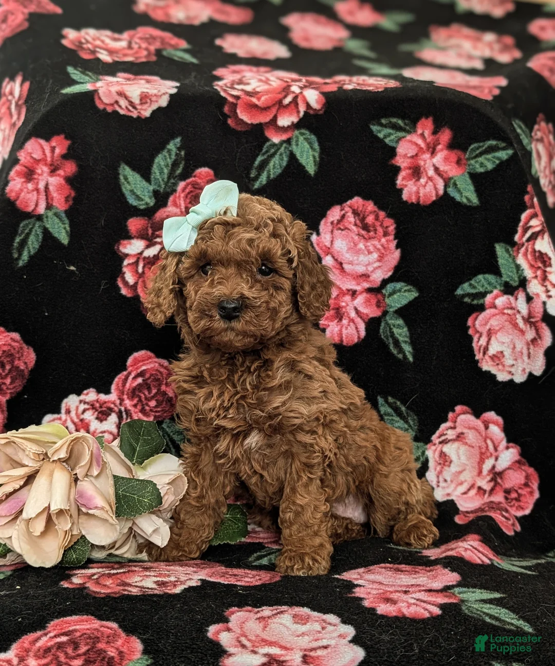 Mini Goldendoodle dogs for sale: Gillian Hypoallergenic - Ad 3