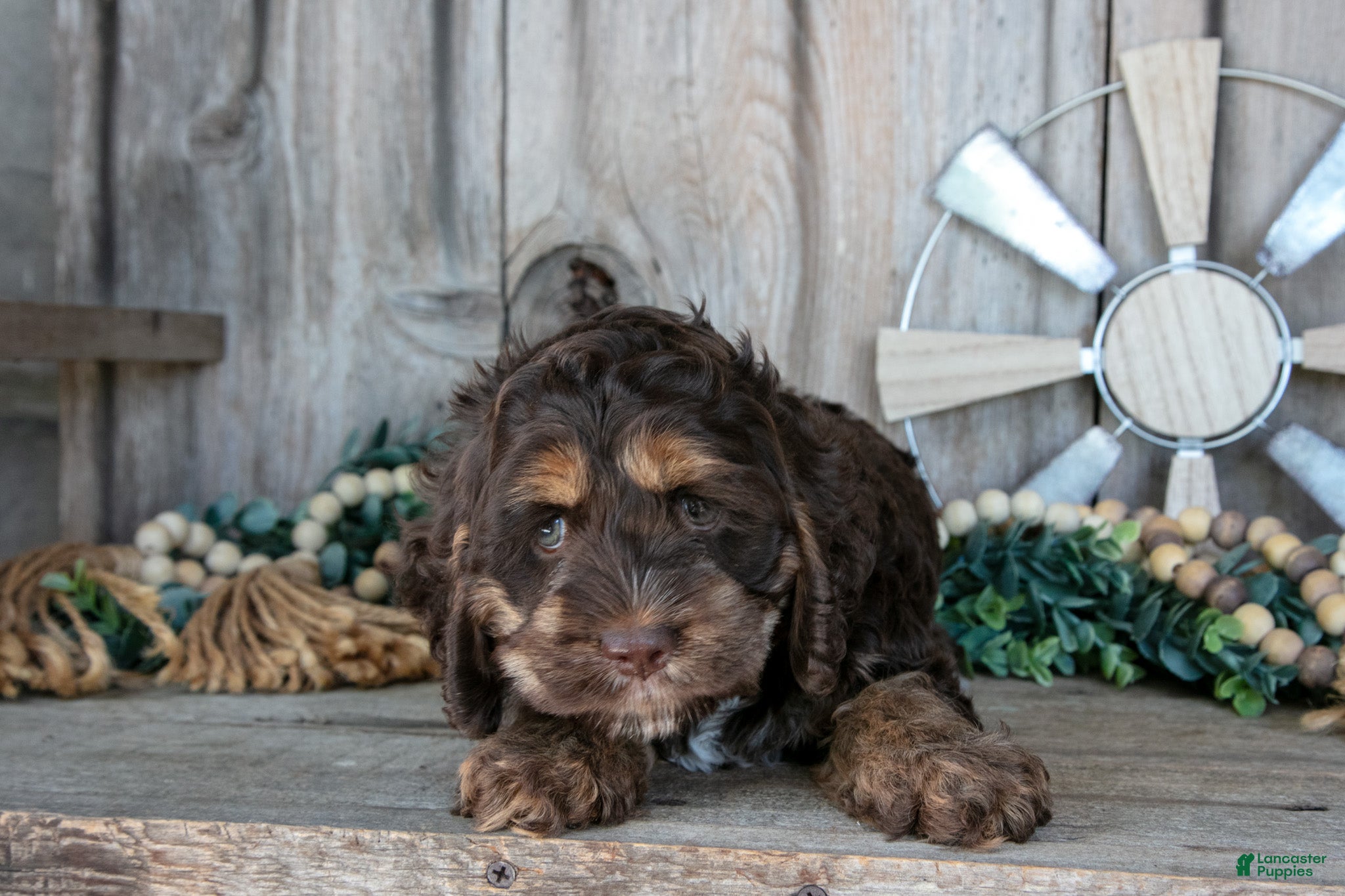 Cockapoo dogs Cutie - Ad 2