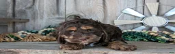 Cockapoo dogs for sale: Cutie - Ad 2