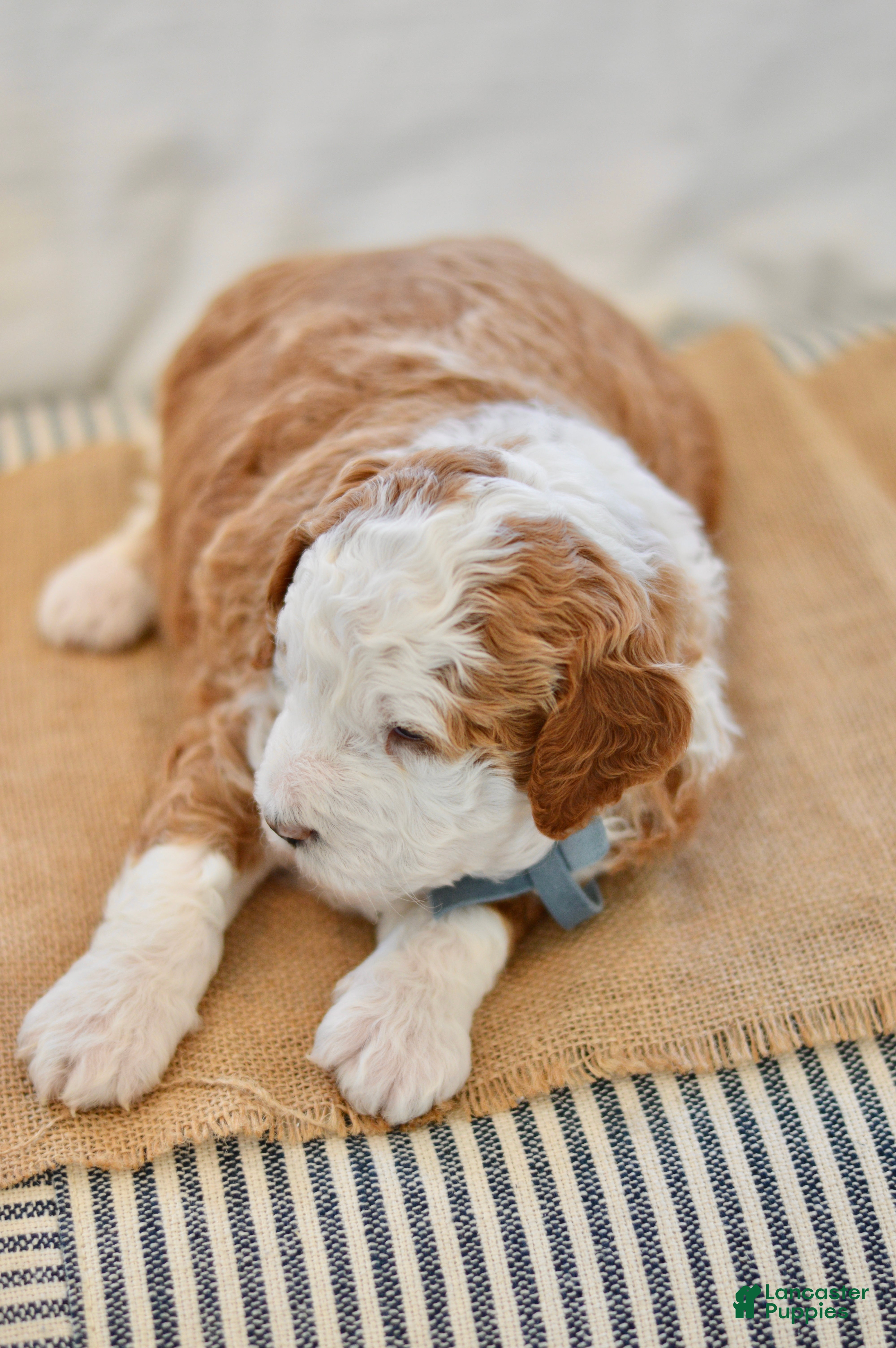 Goldendoodle dogs Basil - Ad 21