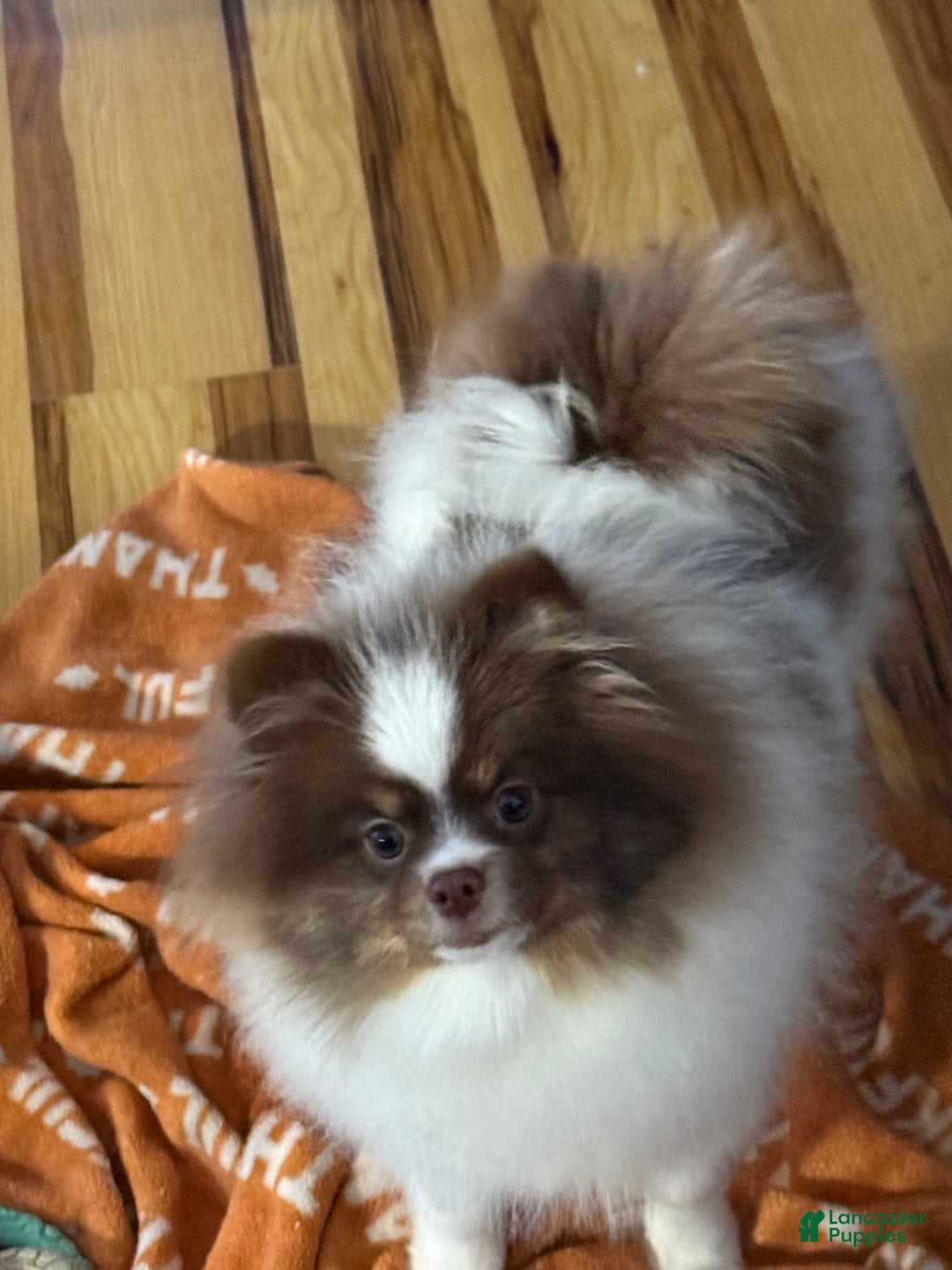 Pomeranian dogs for sale: Duke  - Ad 1