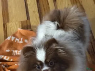 Pomeranian dogs Duke - Ad 11