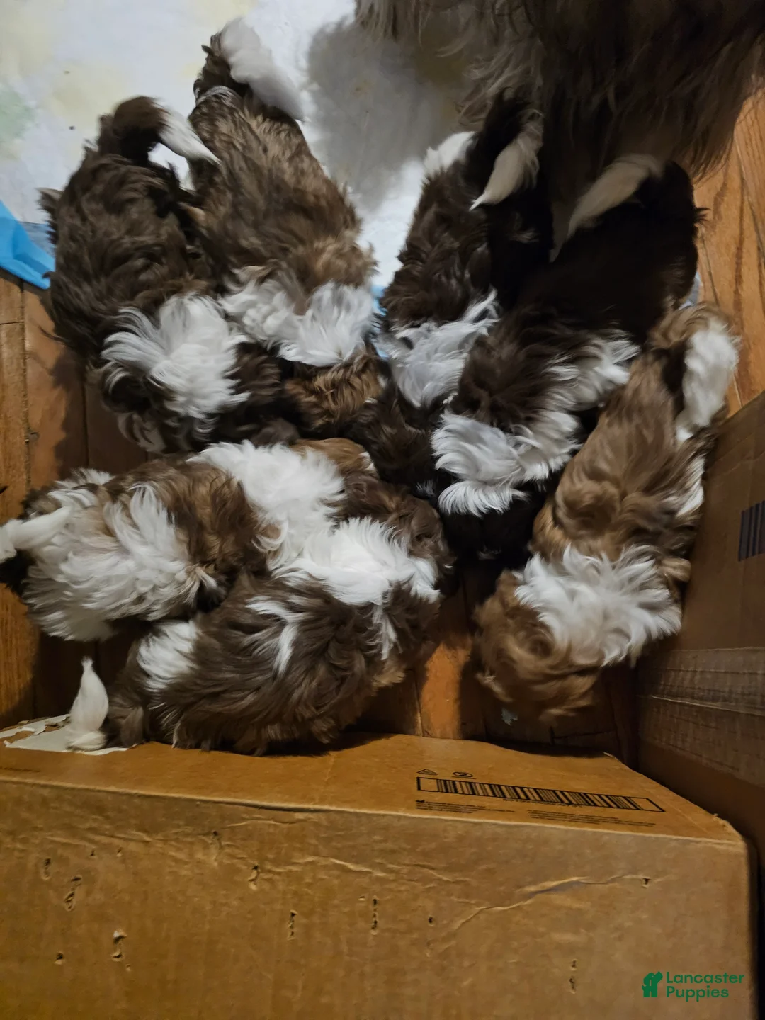 Gallery Image {{count}}