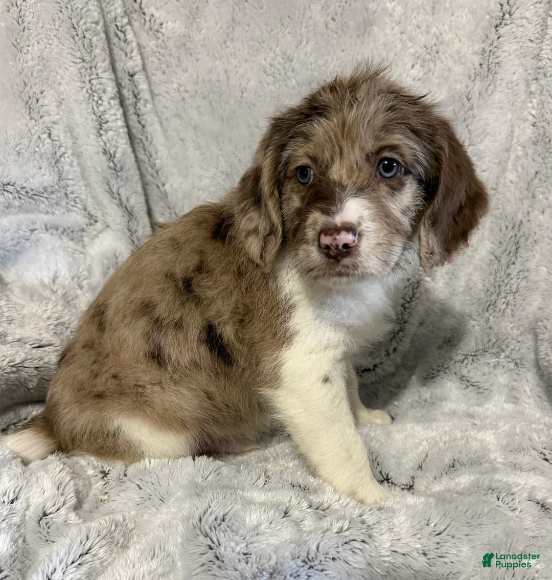 Mixed Breed dogs for sale: Ranger - Ad 5