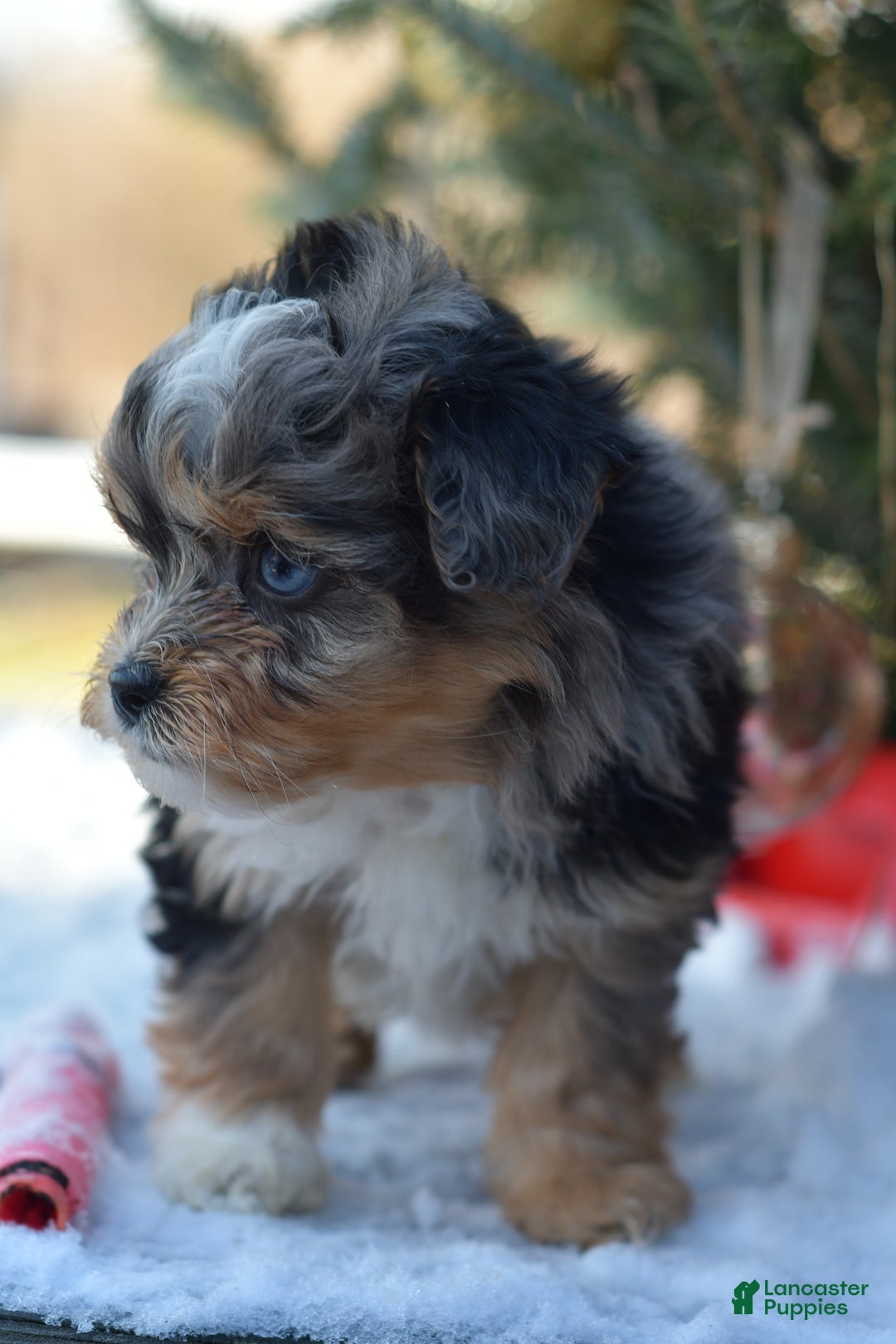 Mini Aussiedoodle dogs for sale: Jackson - Ad 24