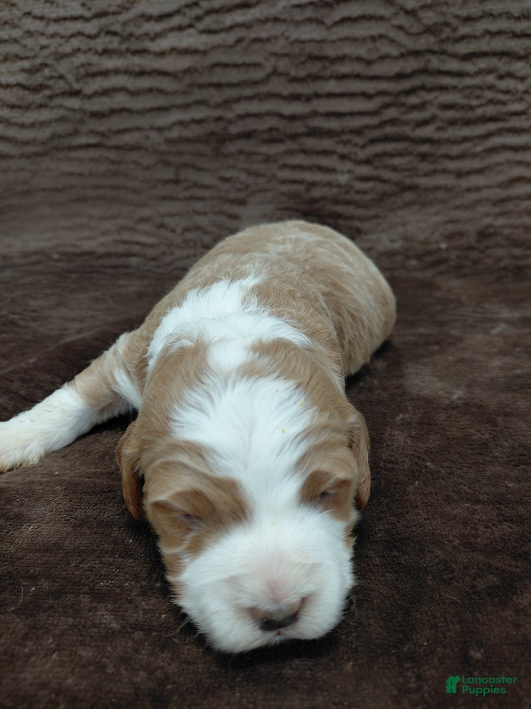 Mini Bernedoodle dogs for sale: Mr Awesome - Ad 2