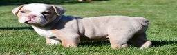 Beabull dogs for sale: Myles - Ad 10