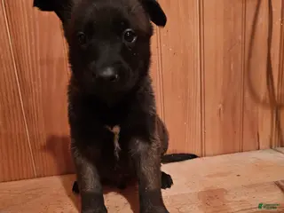 Belgian Malinois dogs Belgian Malinois Puppy 3 - Ad 3