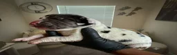 Great Dane dogs for sale: Rhythm and Soul’s Royalty of Chris Brown - Ad 2