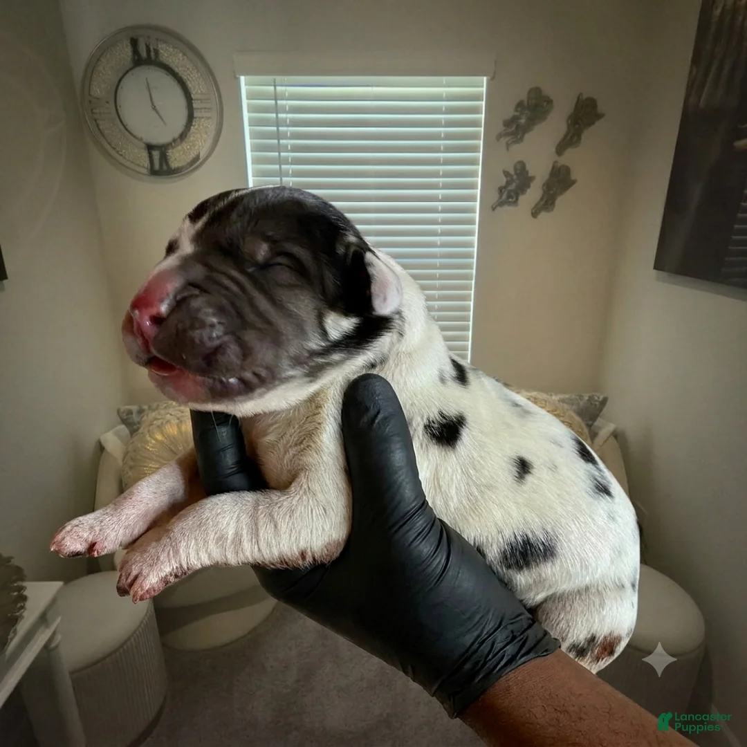 Great Dane dogs for sale: Rhythm and Soul’s Royalty of Chris Brown - Ad 2