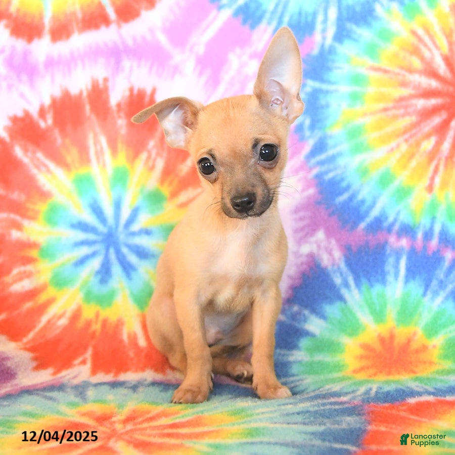 Chihuahua dogs Twix - Ad 24
