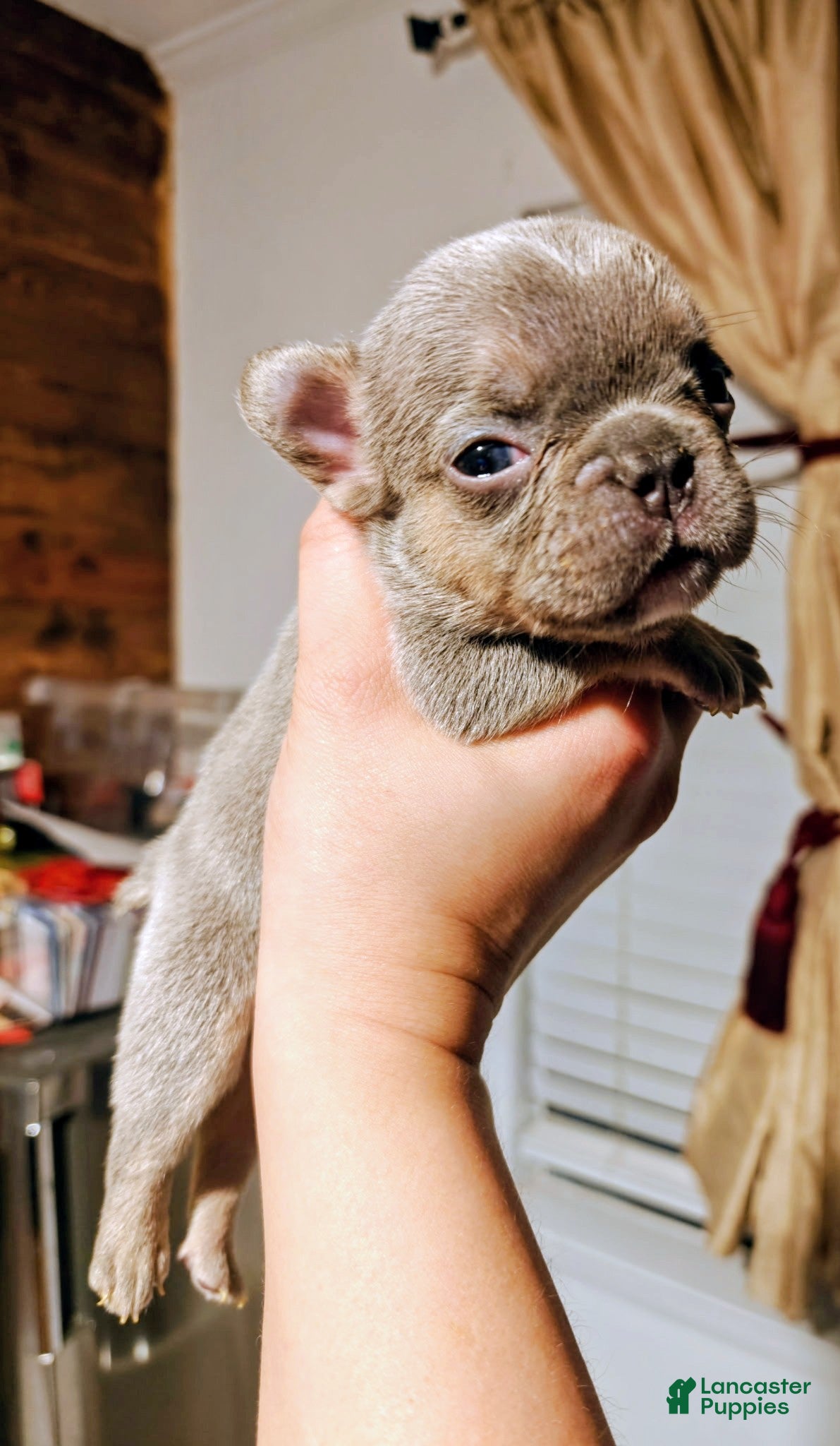 French Bulldog dogs Ivy ✨ - Ad 1