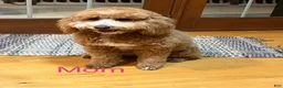 Goldendoodle dogs for sale: Robbie Medium-sized F1BB - Ad 7
